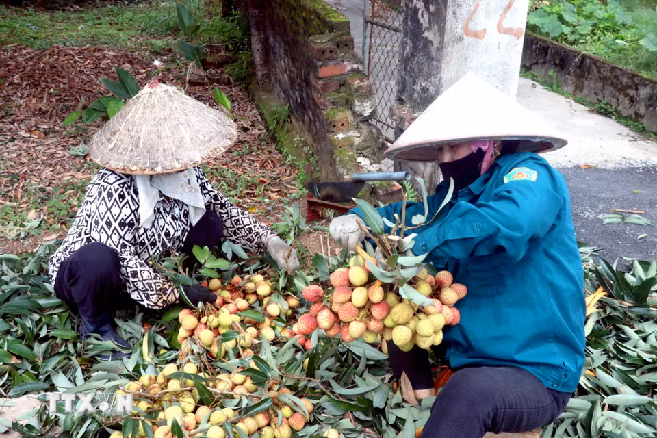 Nông dân xã Tiên Tiến, tỉnh Hưng Yên bó gọn những chùm vải lai chín sớm vừa mới thu hoạch tại vườn. (Ảnh: Đinh Văn Nhiều/TTXVN)