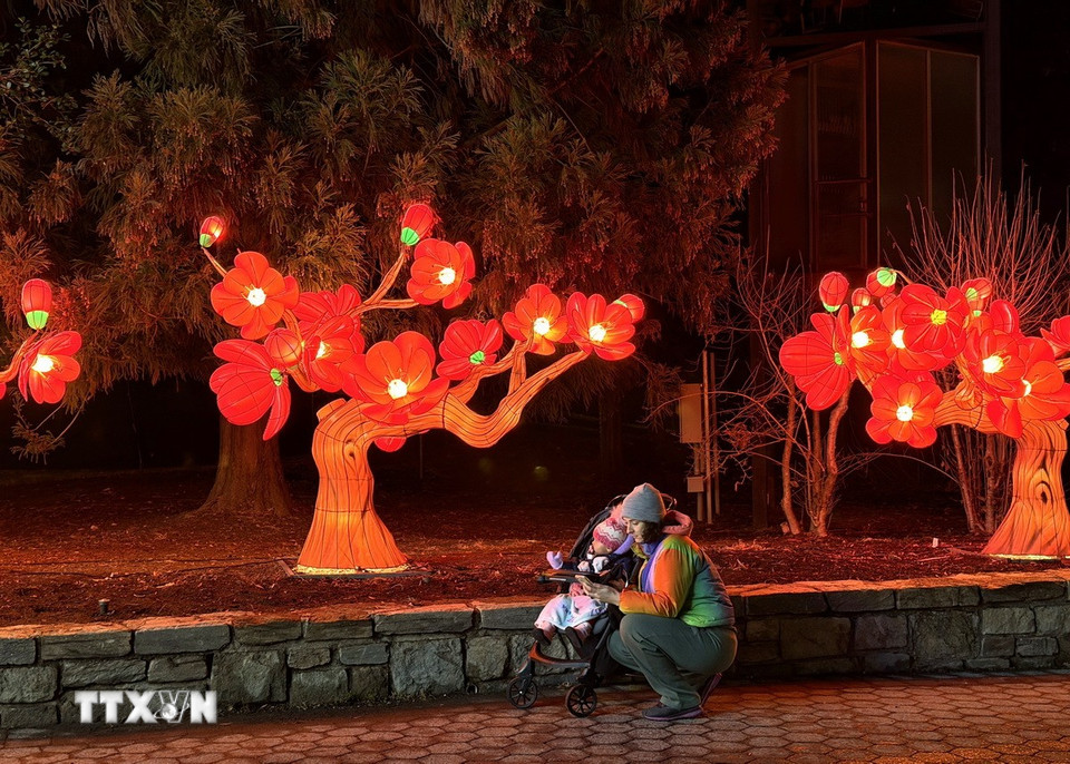 Hoa anh đào - biểu tượng của Washington DC tỏa sáng tại ZooLights. (Ảnh: Ngọc Quang/TTXVN)