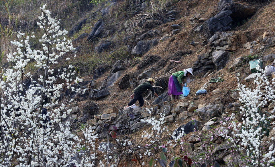 Hoa mận nở rộ trên nương. (Ảnh: Báo ảnh Việt Nam)