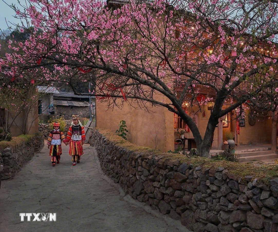 Hoa mai anh đào nở rộ tại Lũng Cú (Tuyên Quang). (Ảnh: TTXVN phát)