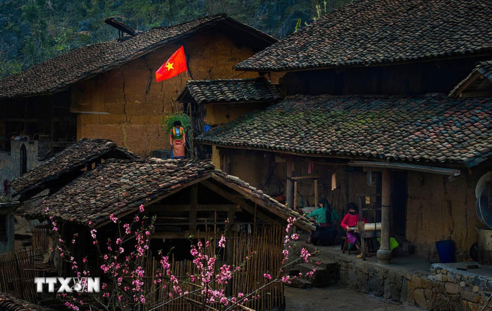 Hoa mai anh đào nở rộ, tạo nên nét đẹp riêng có ở nơi cực Bắc Tổ quốc. (Ảnh: TTXVN phát)