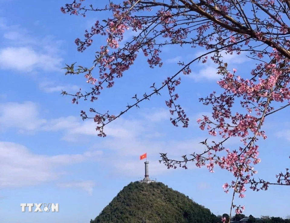 Hoa mai anh đào nở rộ, tạo nên vẻ đẹp riêng có ở nơi cực Bắc Tổ quốc. (Ảnh: TTXVN phát)