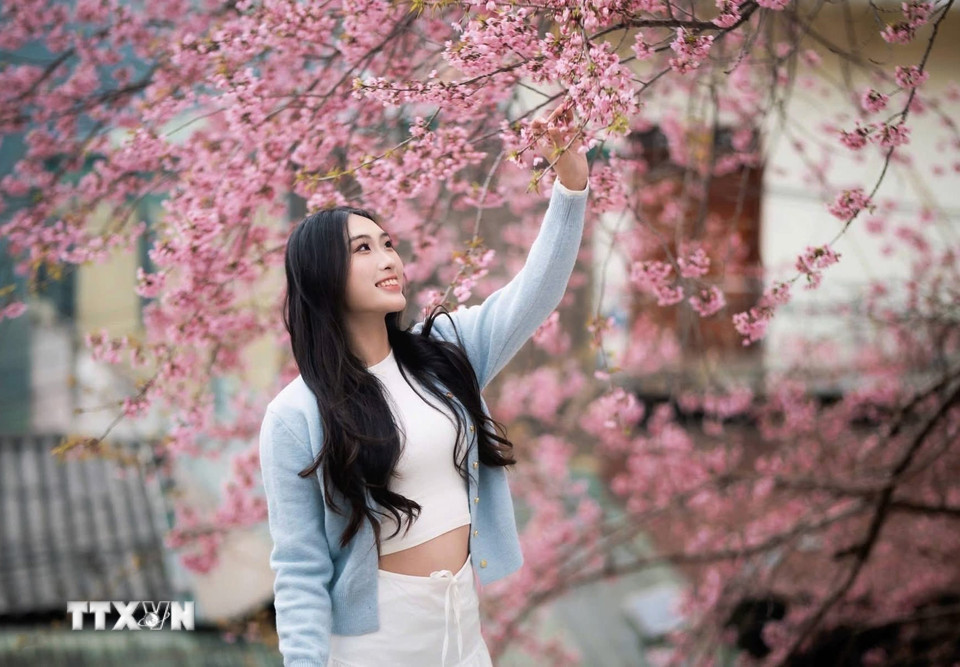 Du khách chụp ảnh với hoa mai anh đào ở Lũng Cú (Tuyên Quang). (Ảnh: TTXVN phát)