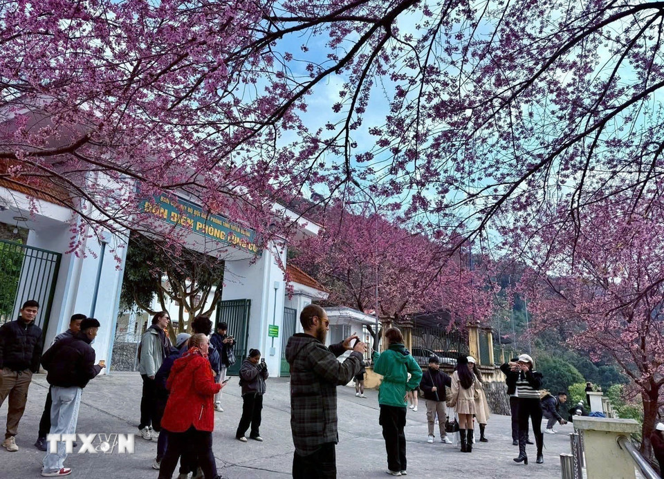 Du khách chụp ảnh cùng hoa mai anh đào ở xã Lũng Cú (Tuyên Quang). (Ảnh: TTXVN phát)