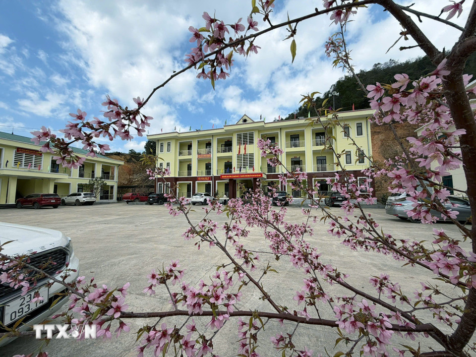 Hoa mai anh đào nở rộ, tạo nên nét đẹp riêng có ở nơi cực Bắc Tổ quốc. (Ảnh: TTXVN phát)