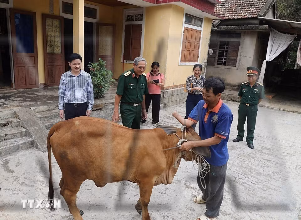 Đoàn công tác của Hội Hỗ trợ khắc phục hậu quả bom, mìn Việt Nam (VNASMA) phối hợp với Quỹ Hoa Hòa bình đến thăm hỏi, trao tặng bò giống và nhà ở cho các nạn nhân bom, mìn thuộc diện hộ nghèo và cận nghèo của tỉnh Quảng Bình. (Ảnh: Lâm Khánh/TTXVN)