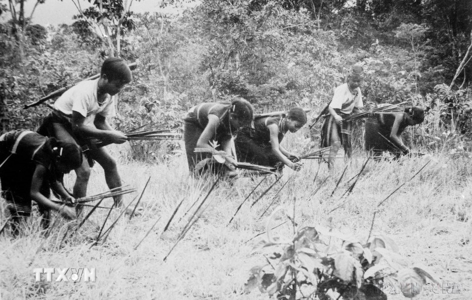 Du kích Đắk Lắk (huyện 6, Gia Lai) cắm chông đề phòng địch đánh chiếm (1975). (Ảnh: Anh Tôn/TTXVN)