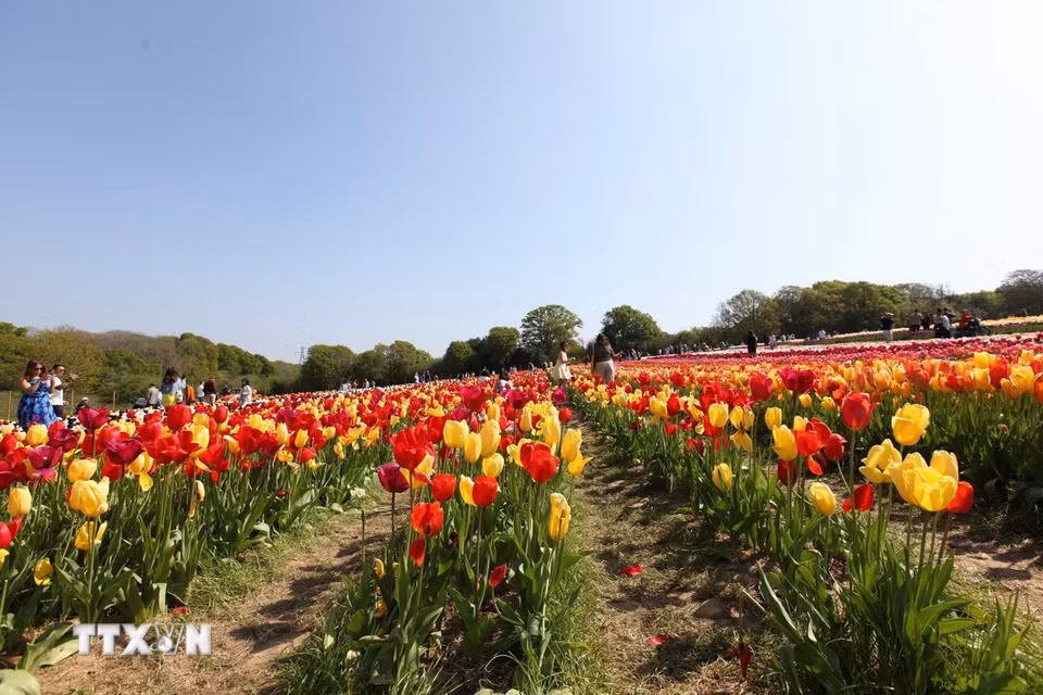 Những luống hoa trồng xen kẽ để tôn thêm vẻ đẹp của hoa Tulip. (Ảnh: Minh Hợp/TTXVN)