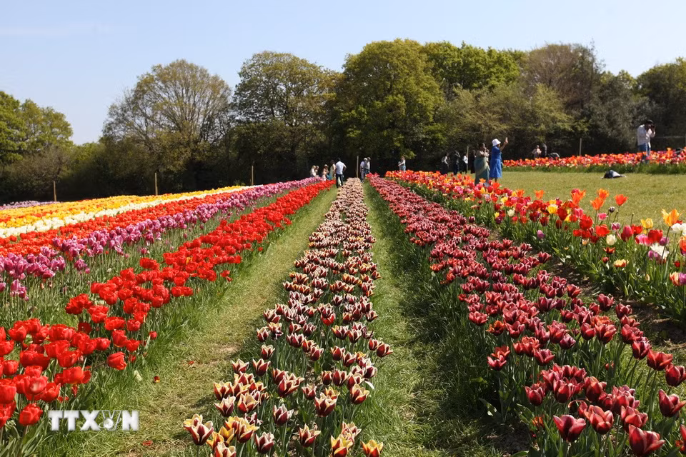 Những luống hoa nhiều sắc màu tại Lễ hội hoa Tulip Tulleys Sussex 2025. (Ảnh: Minh Hợp/TTXVN)\