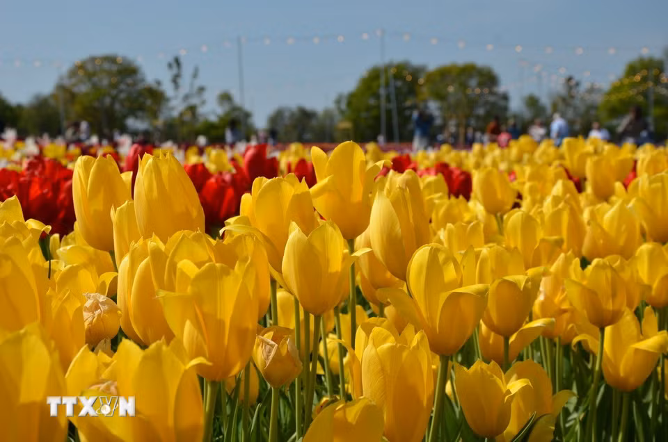 Những bông hoa Tulip vàng rực rỡ tại Lễ hội hoa Tulip Tulleys Sussex 2025. (Ảnh: Hữu Tiến/TTXVN)