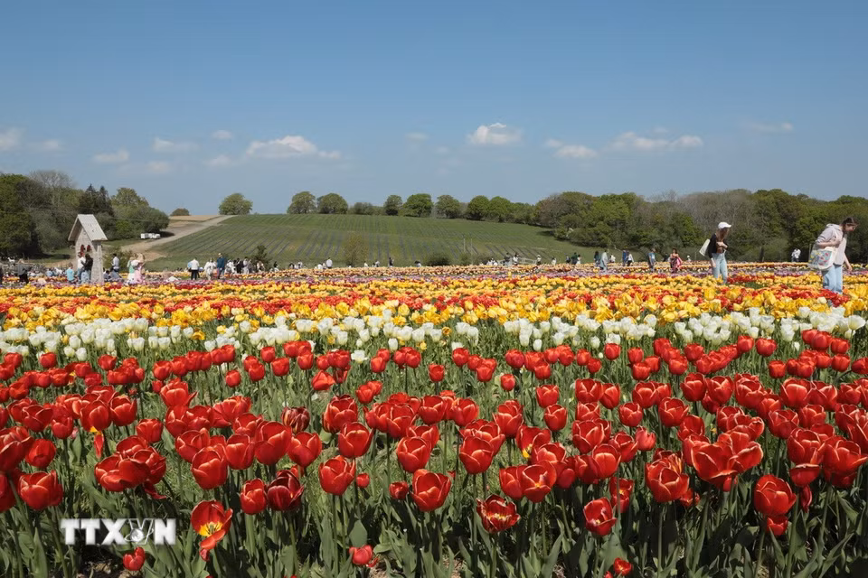 Cánh đồng hoa đầy màu sắc tại Lễ hội hoa Tulip Tulleys Sussex 2025. (Ảnh: Hữu Tiến/TTXVN)