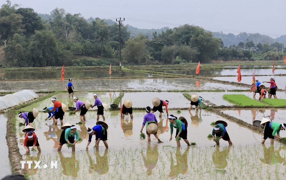 Người dân xã Phong Phú, huyện Tân Lạc, nô nức xuống đồng cày cấy tại Lễ hội Khai hạ. (Ảnh: Trọng Đạt/TTXVN)