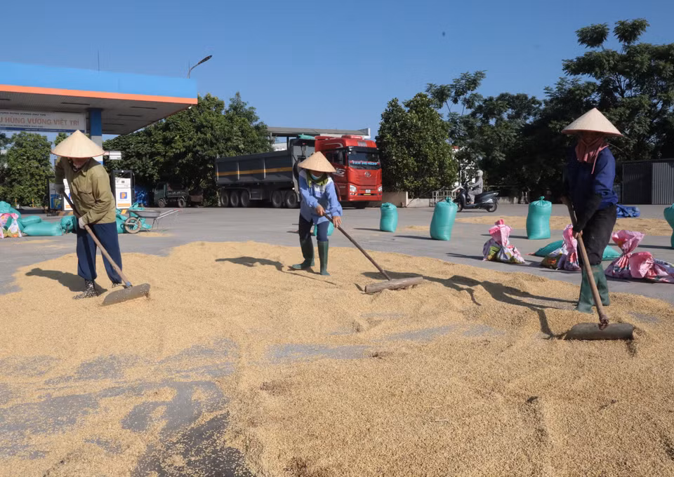 Người lao động tất bật đảo thóc giữa thời tiết nắng nóng để kịp hong khô. (Ảnh: Tạ Toàn/TTXVN)