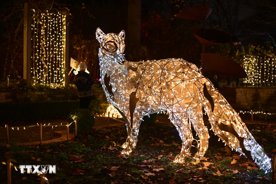 Lễ hội ánh sáng mang tên “Vườn thực vật kỳ ảo” đang diễn ra tại Vườn Bách thảo Đại học Warszawa ở Warsaw, Ba Lan. Du khách đến với Lễ hội sẽ được chiêm ngưỡng những tác phẩm điêu khắc được làm từ hàng triệu bóng đèn led xen lẫn với cây cối trong vườn, tạo nên cảnh tượng lung linh, huyền ảo. (Ảnh: THX/TTXVN)