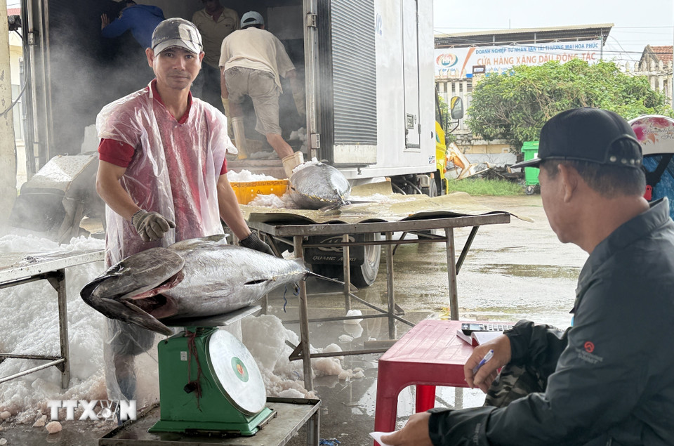 Nhiều con cá ngừ đại dương có trọng lượng từ 50-80kg được thương lái mua với giá cao. (Ảnh: Tường Quân/TTXVN)