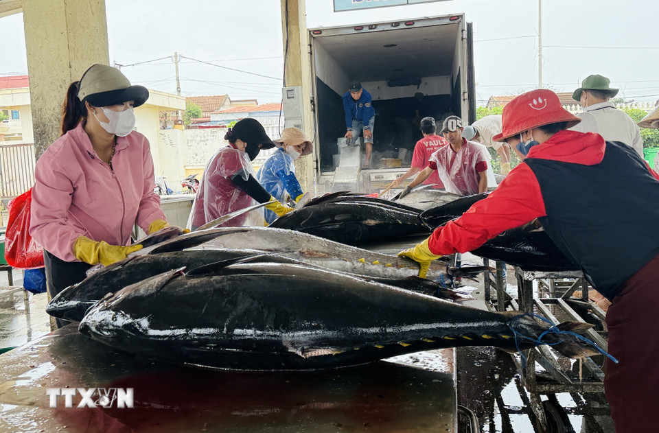 Kiểm tra chất lượng và phân loại cá ngừ đại dương trước khi đưa đi xuất khẩu. (Ảnh: Tường Quân/TTXVN)