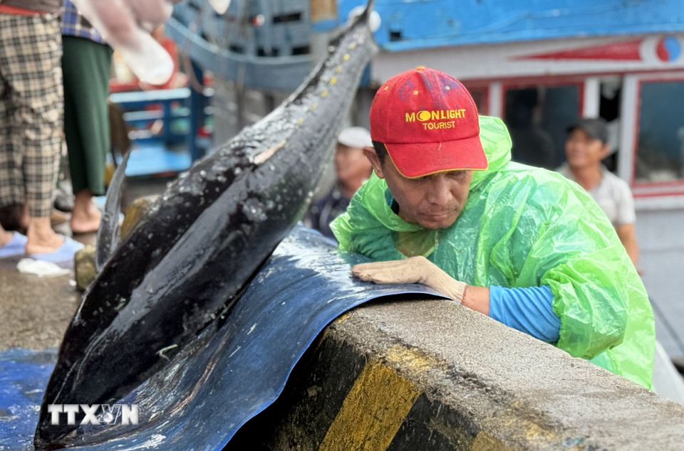 Một con cá ngừ đại dương cỡ lớn được ngư dân Đắk Lắk khai thác trong chuyến biển dài ngày. (Ảnh: Tường Quân/TTXVN)