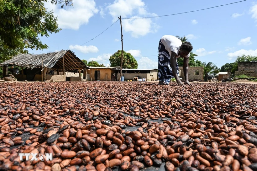 (Tư liệu) Nông dân phơi hạt cacao tại làng Bringakro, Côte d'Ivoire. (Ảnh: AFP/TTXVN)