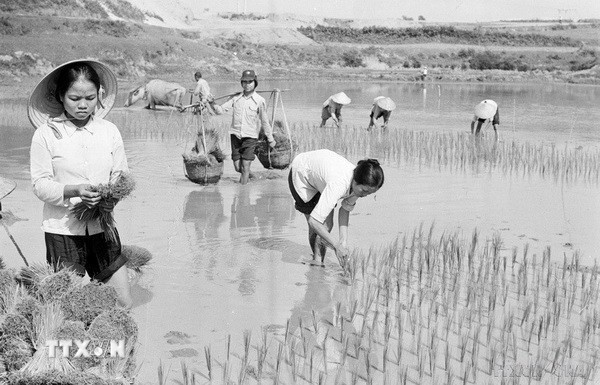 Khát vọng Việt Nam từ hành trình Đổi mới 6 ttxvn-cay-lua.jpg