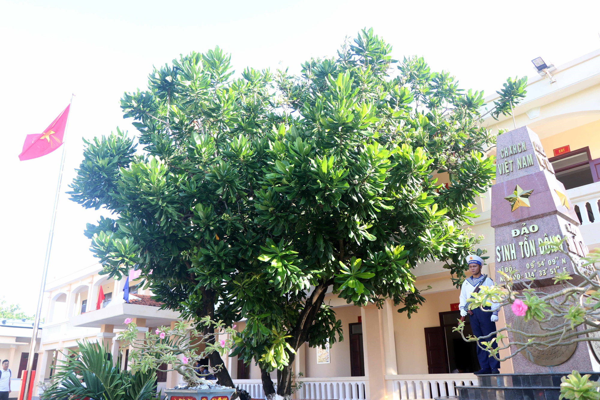 Cây bàng vuông xòe tán rộng che bóng mát cho chiến sỹ đứng canh gác dưới cột mốc chủ quyền trên đảo Sinh Tồn Đông. (Ảnh: Hữu Quyết/TTXVN)