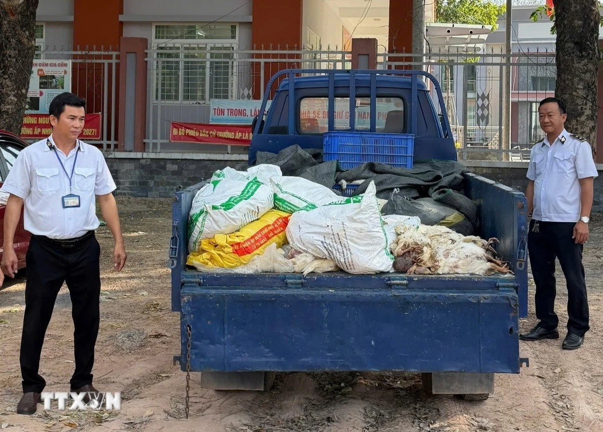 TP.HCM xử lý vụ vận chuyển hơn 200kg gà chết đi tiêu thụ
