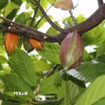 Quả cacao. (Ảnh: Minh Hưng/TTXVN)