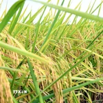 Giống lúa ST25. (Ảnh: Trung Hiếu/TTXVN)