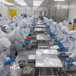 Chế biến thủy sản xuất khẩu. (Ảnh: TTXVN phát)