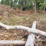 Khai thác rừng trái phép tại Gia Lai. (Ảnh: Hoài Nam/TTXVN)