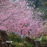 Mai anh đào nở rộ tại khu du lịch hồ Đam Bri, xã Măng Đen. (Ảnh: Dư Toán/TTXVN)