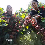 Thu hoạch càphê ở tỉnh Đắk Lắk. (Ảnh: Vũ Sinh/TTXVN)