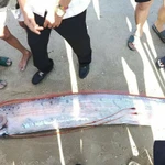 Cá mái chèo dài gần 4m, thân bạc, vây đỏ đặc trưng, xuất hiện ở vùng nước cạn là hiện tượng rất hiếm gặp. (Ảnh cắt từ clip)