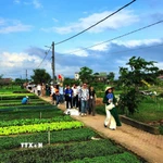 Khách quốc tế tham quan các điểm du lịch nông nghiệp thành phố Đà Nẵng. (Ảnh: Đoàn Hữu Trung/TTXVN)