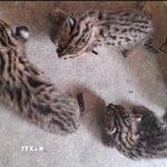 Ba cá thể mèo rừng được người dân giao nộp cho đại diện Hạt Kiểm lâm Khu vực II, Chi cục Kiểm lâm Tây Ninh. (Ảnh: TTXVN phát)