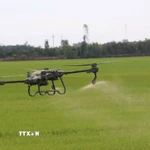 Thiết bị bay không người lái phun thuốc bảo vệ thực vật trên cánh đồng lúa xã Tân Nghĩa, huyện Cao Lãnh, Đồng Tháp. (Ảnh: Nguyễn Văn Trí/TTXVN)