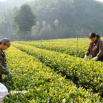 Thu hái chè Xuân tại xã Tràng Xá, Thái Nguyên. (Ảnh: PV/Vietnam+)