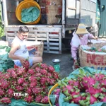 Thương lái ở xã Tân Thuận Bình, tỉnh Đồng Tháp phân loại thanh long đi tiêu thụ. (Ảnh: Công Trí/TTXVN)