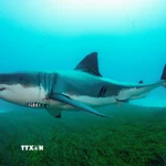 Cá mập trắng. (Ảnh: THX/TTXVN)