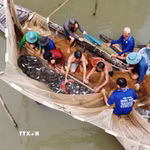 Người dân dỡ chà, bắt được nhiều loại cá. (Ảnh: Nhựt An/TTXVN)