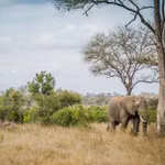Voi trên thảo nguyên ở Vườn quốc gia Kruger, Nam Phi. (Ảnh: Mongabay)