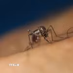 Virus Tây sông Nile chủ yếu lây qua muỗi đã hút máu chim nhiễm bệnh. (Ảnh: Tân hoa xã/TTXVN)
