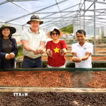 Chuyên gia Harro Boekhold chia sẻ: Khe Sanh không cần trở thành bản sao của bất kỳ vùng càphê nổi tiếng nào trên thế giới; giá trị của vùng đất này nằm ở câu chuyện về con người, hạt càphê và hành trình từ chiến tranh đến hòa bình. (Ảnh: TTXVN phát)