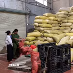 Lực lượng chức năng kiểm tra kho hàng Công ty TNHH 2 thành viên Nông sản Biên Ly. (Ảnh: TTXVN phát)