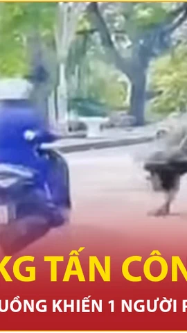 Trâu dữ húc người ở Thanh Hóa, 1 phụ nữ bị gãy xương sườn