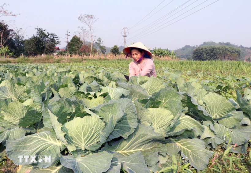 Người dân Vị Xuyên (Tuyên Quang) ra đồng, chăm sóc những ruộng rau phục vụ đời sống. (Ảnh: Đức Thọ/TTXVN)