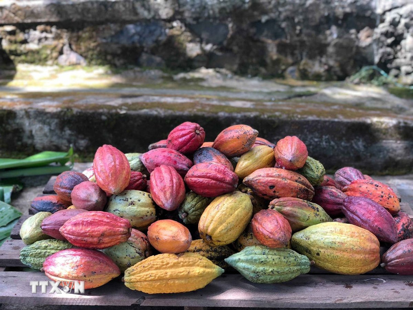 Tại vùng Tây Nguyên hiện có 7 giống cacao chính đang được canh tác. (Ảnh: Kha Phạm/TTXVN)
