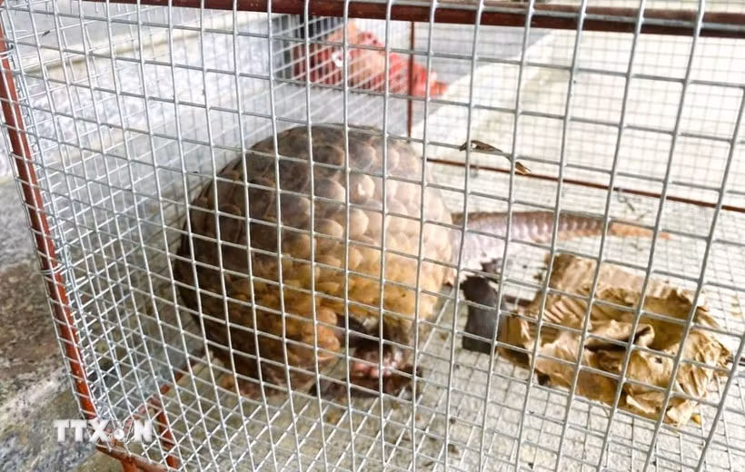 Cá thể tê tê Đồn Biên phòng Ngọc Lâm (Bộ đội Biên phòng tỉnh Nghệ An) và Công an xã Sơn Lâm tiếp nhận do người dân địa phương giao nộp trong ngày 11/5/2026. (Ảnh: TTXVN)