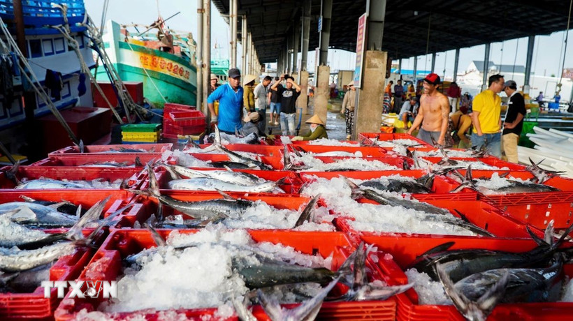 Sự thuận lợi của thời tiết và nguồn lợi hải sản dồi dào đã giúp nhiều chủ tàu tại tỉnh Cà Mau thu về lợi nhuận khủng trong dịp cuối năm. (Ảnh: Huỳnh Anh/TTXVN)