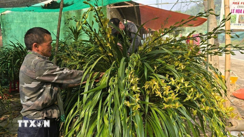 Chủ vườn chăm sóc từng chậu hoa, giúp cây ổn định nhanh chóng và nụ hoa nở đúng thời điểm, sẵn sàng cho mùa Tết. (Ảnh: Hương Thu/TTXVN)