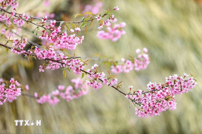 Phú Thọ: Xao xuyến trước vẻ đẹp mùa xuân trên xóm Mừng Vẻ đẹp của mai anh đào nở rộ tại xóm Mừng xã Cao Phong. (Ảnh: Trọng Đạt/TTXVN)